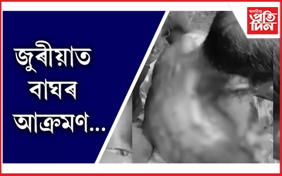 জুৰীয়াত বাঘৰ আক্ৰমণ,  গুৰুতৰভাৱে আহত এজন...